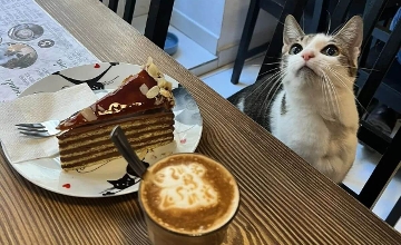 Top 5 Animal-Friendly Cafés in Budapest