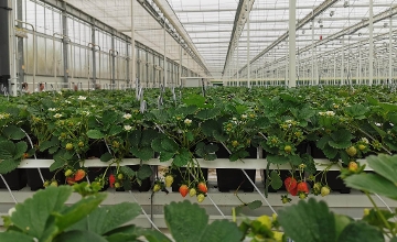Hydro Strawberries Hit Shops in Hungary