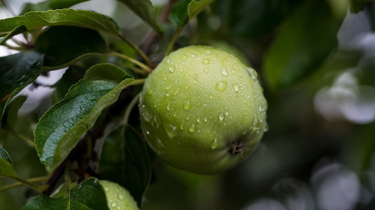 Bad Weather Has Devastating Effect on Apple Crop in Hungary