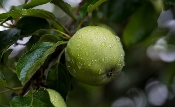 Bad Weather Has Devastating Effect on Apple Crop in Hungary