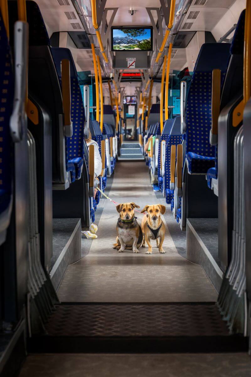 Free Travel in Budapest for Dogs on Volán Buses