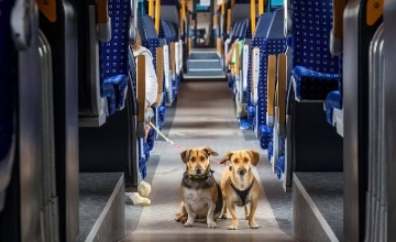 Free Travel in Budapest for Dogs on Volán Buses