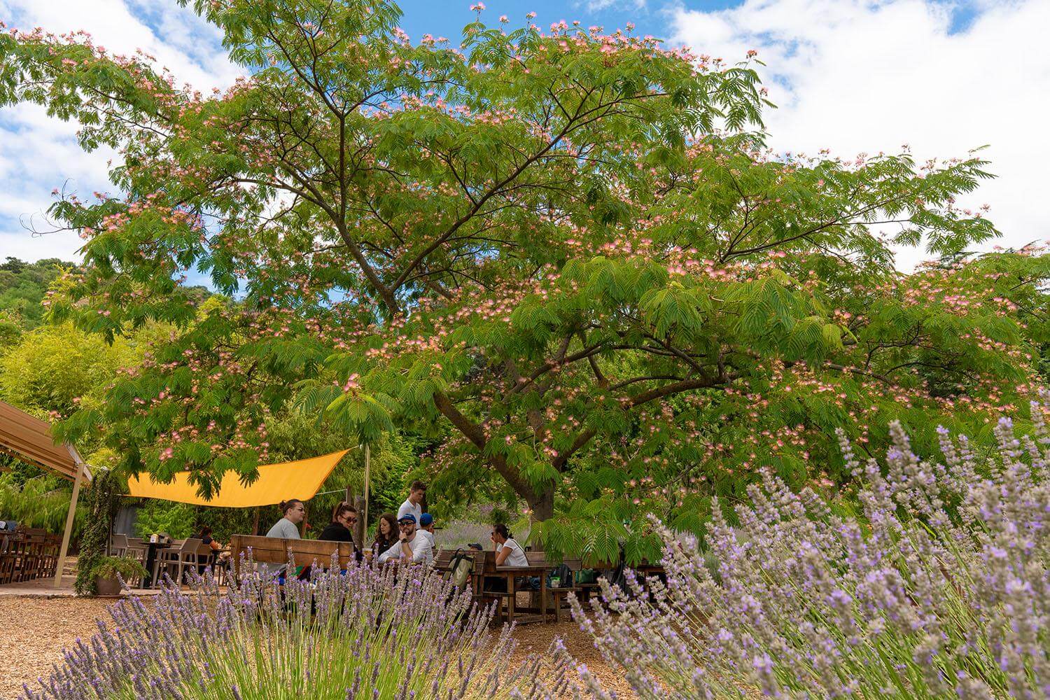Top 5 Arboretums in Hungary for Nature Walks