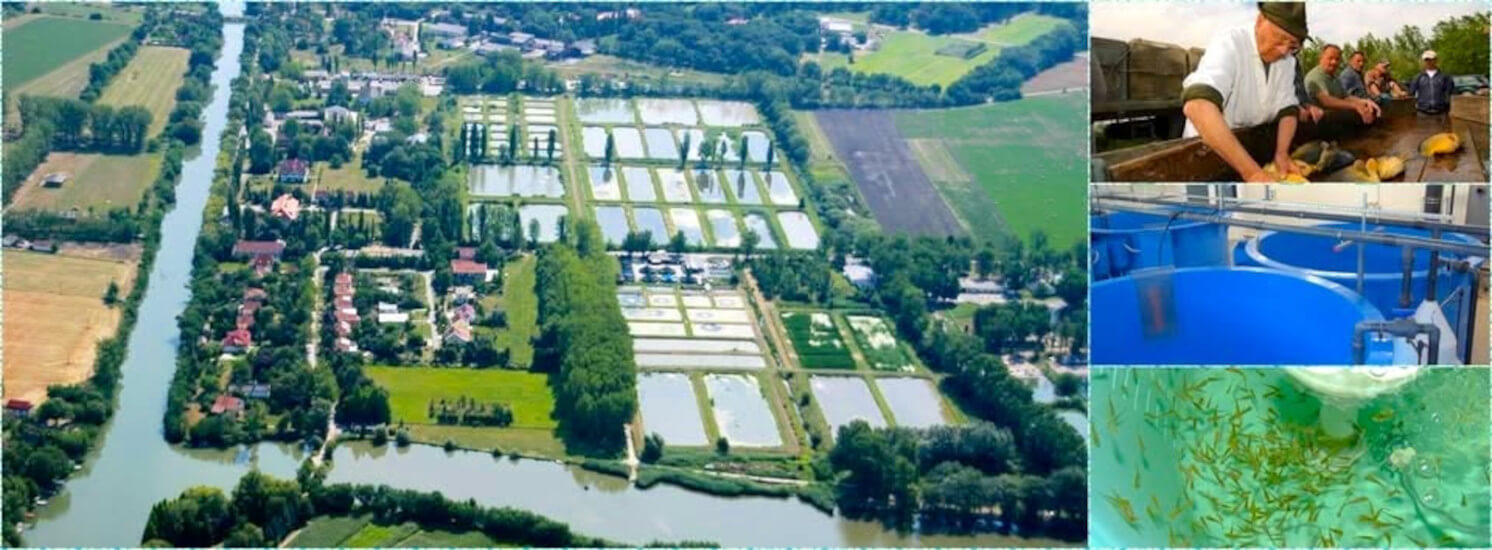 Big Fish Breeding Facility in Hungary Inaugurated by International Consortium