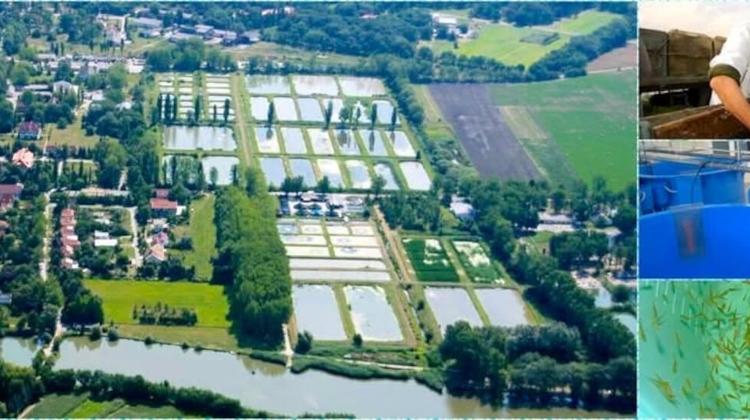 Big Fish Breeding Facility in Hungary Inaugurated by International Consortium