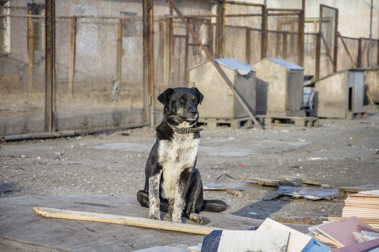Official Review of Dog Shelters in Hungary to Start