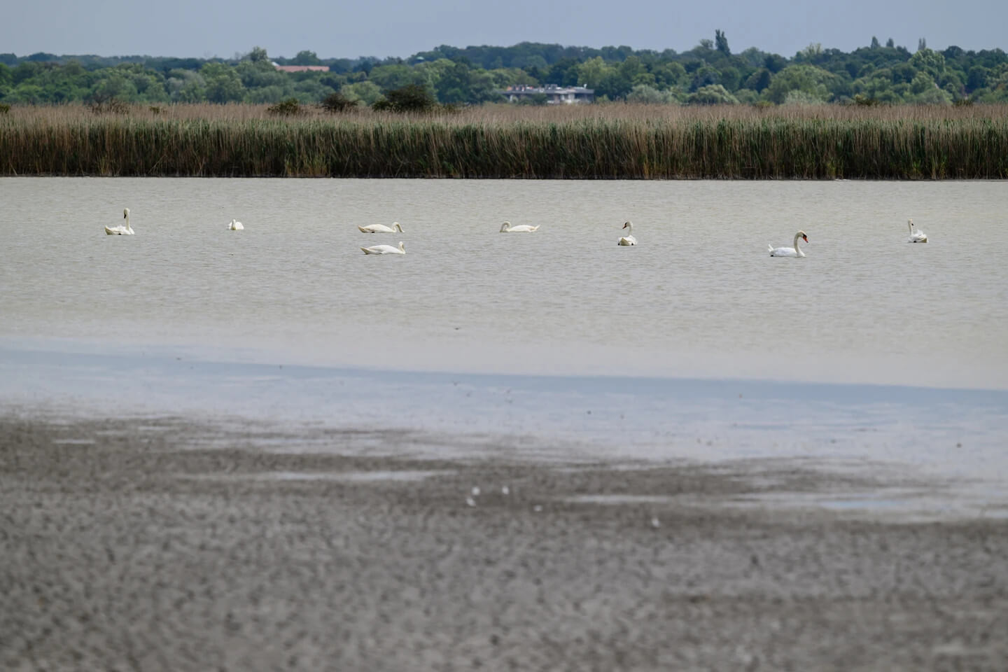 Emergency Action Planned for Wildlife as Hungary's Lake Velence Dries Out