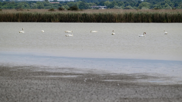 Emergency Action Planned for Wildlife as Hungary's Lake Velence Dries Out