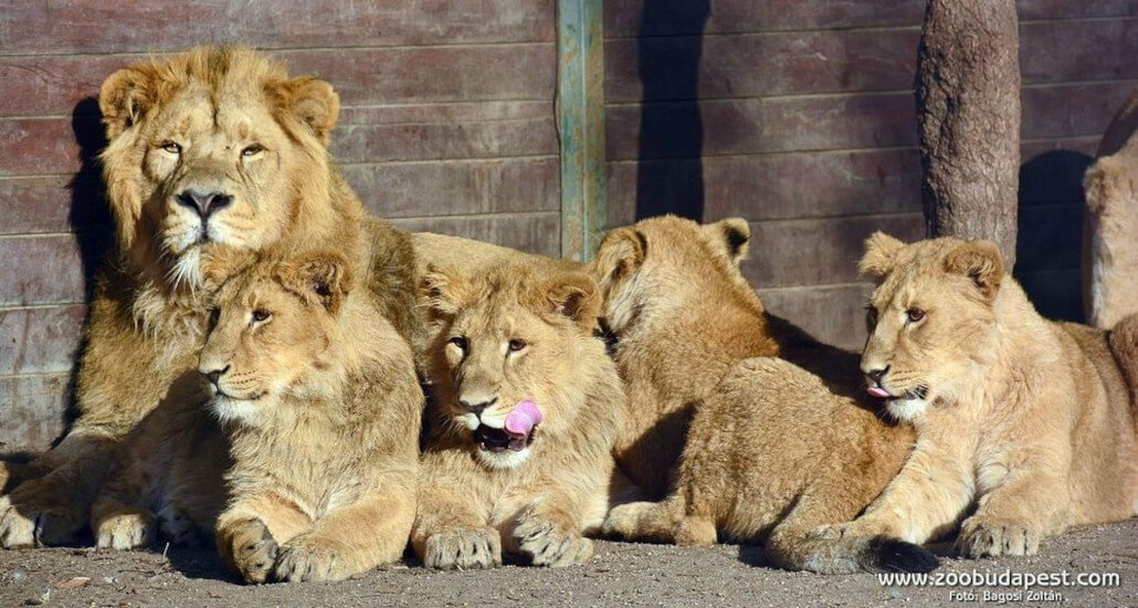 Top 12 + 1 Zoos & Wildlife Parks in Hungary