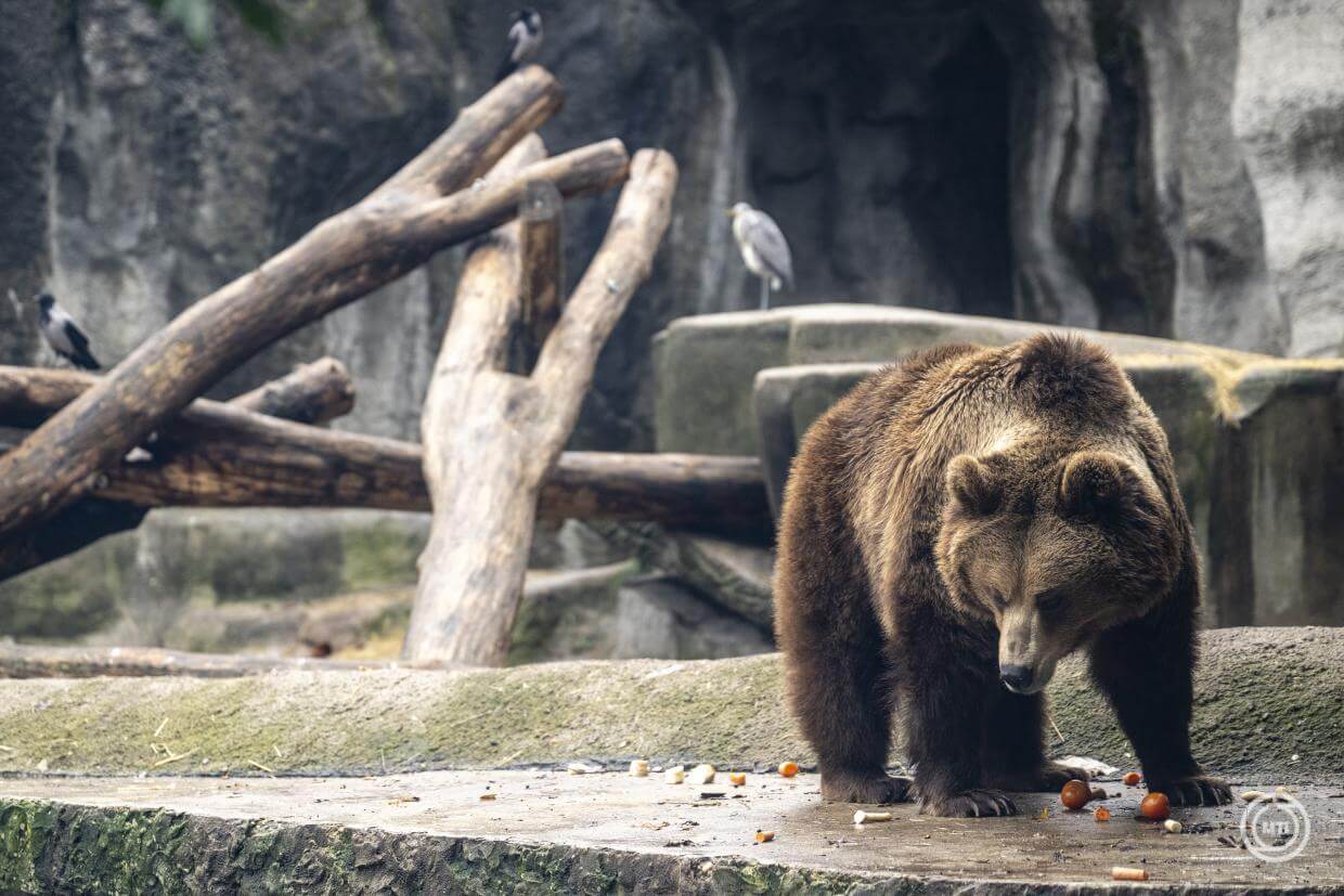 Chinese Food Nights & Bear-Themed Family Fun at Budapest Zoo