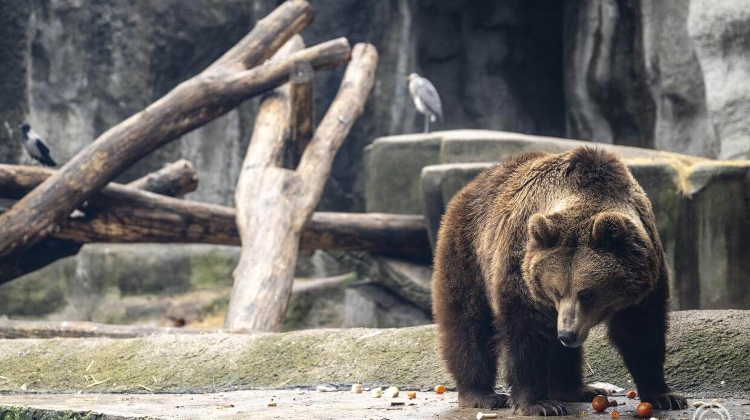 Chinese Food Nights & Bear-Themed Family Fun at Budapest Zoo