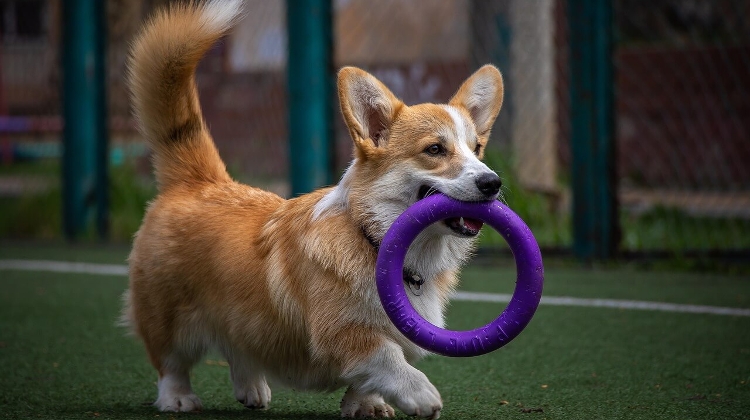 Gifted Dogs in Hungary Learn Object Names From Conversations, Not Just Commands