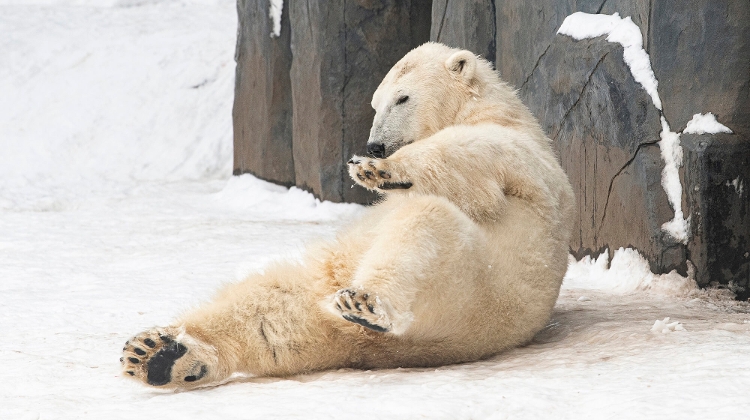 Watch: Polar Bears in Hungary Enjoying Their First Snow Go Viral