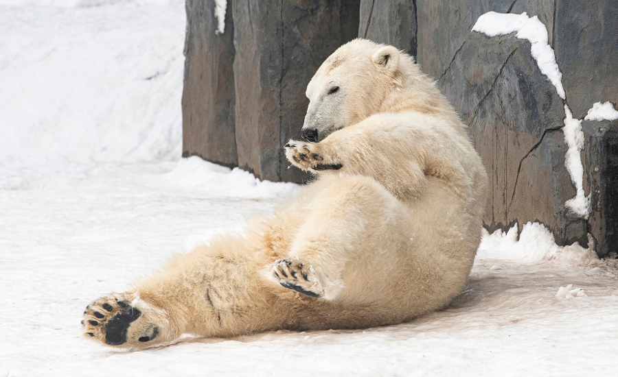 Watch: Polar Bears in Hungary Enjoying Their First Snow Go Viral