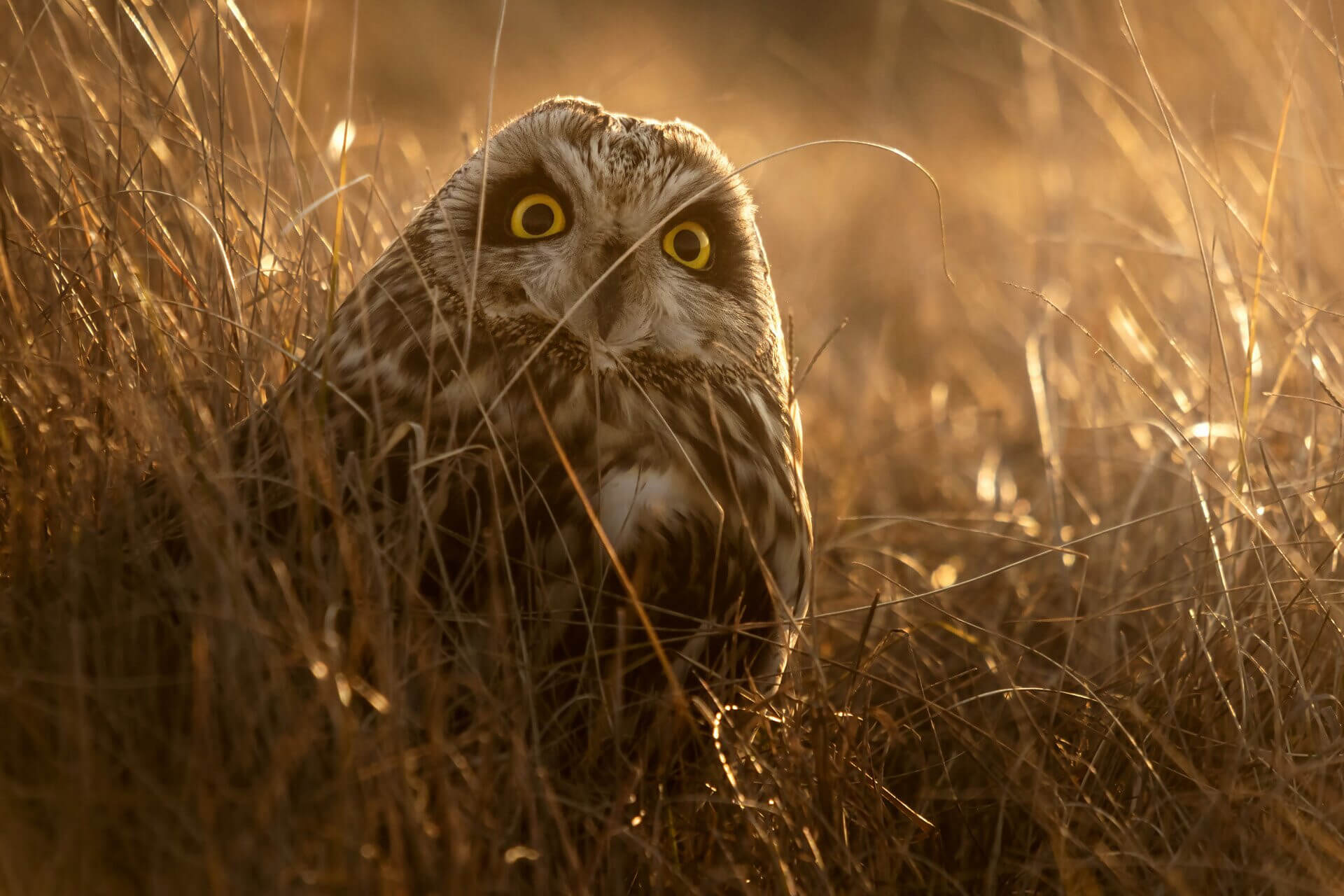Nature Photography Exhibition in Budapest’s City Park