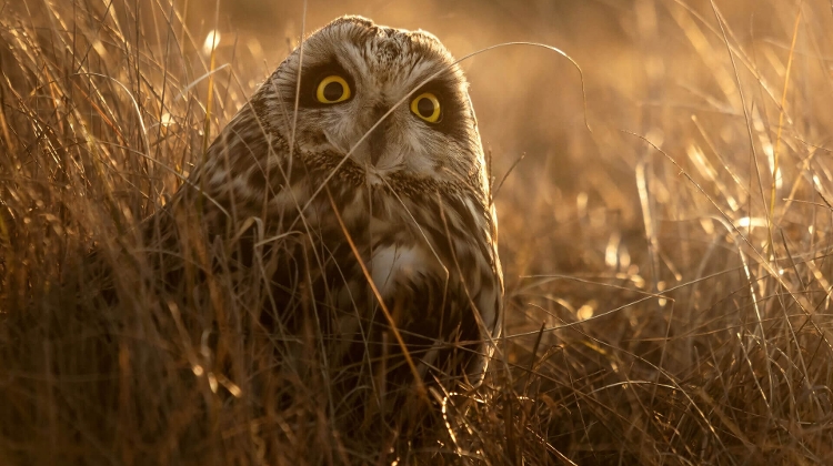 Nature Photography Exhibition in Budapest’s City Park Nature Photography Exhibition in Budapest’s City Park