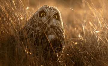 Now On: Nature Photographer of the Year Exhibition in Budapest