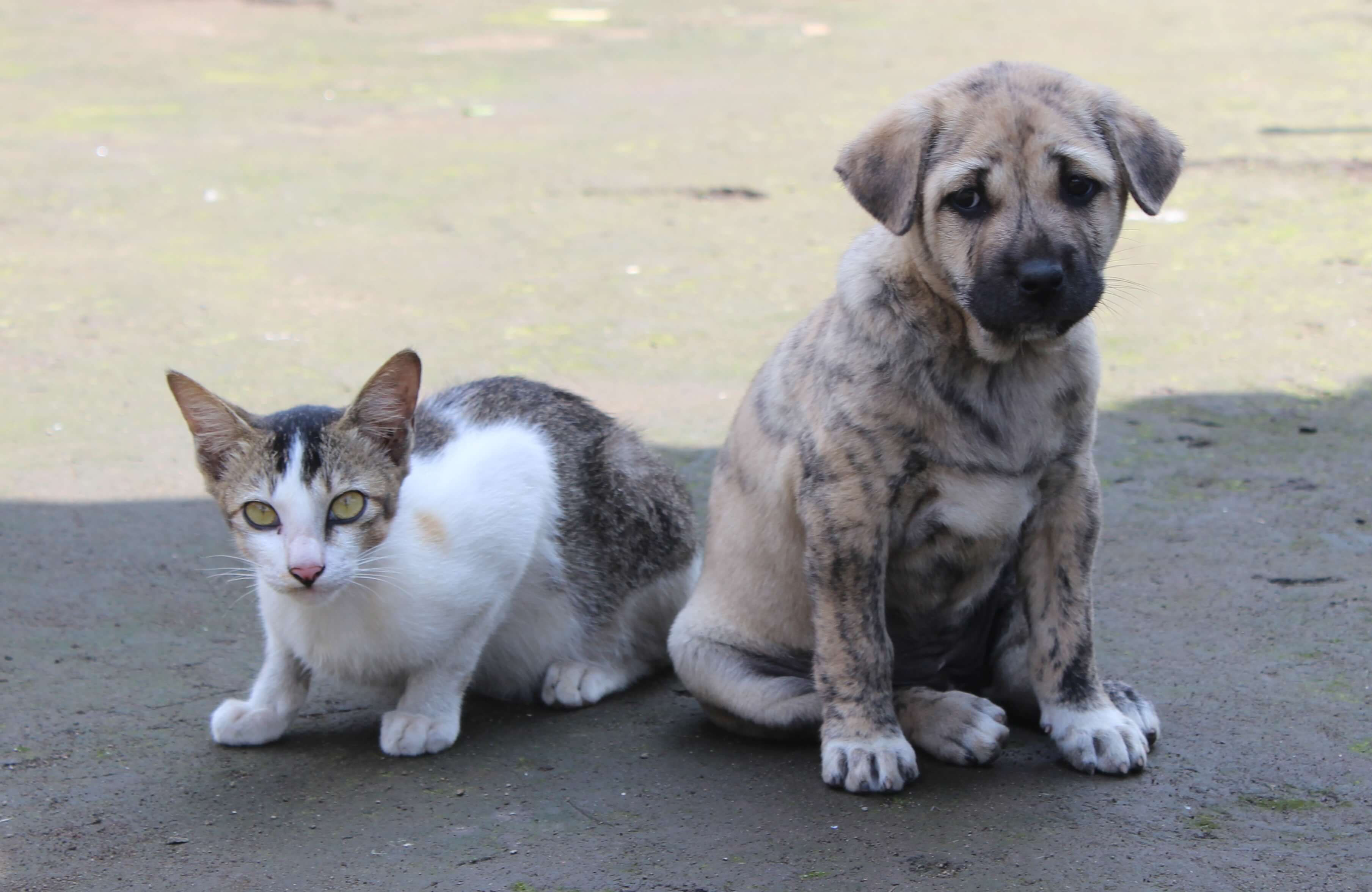 Responsible Pet Ownership Day Returns to Rex Animal Island on 10 May