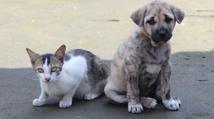 Responsible Pet Ownership Day Returns to Rex Animal Island on 10 May Responsible Pet Ownership Day Returns to Rex Animal Island on 10 May