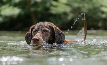 More Dog-Friendly Beaches in Hungary Than Ever as Total Nearly Triples More Dog-Friendly Beaches in Hungary Than Ever as Total Nearly Triples