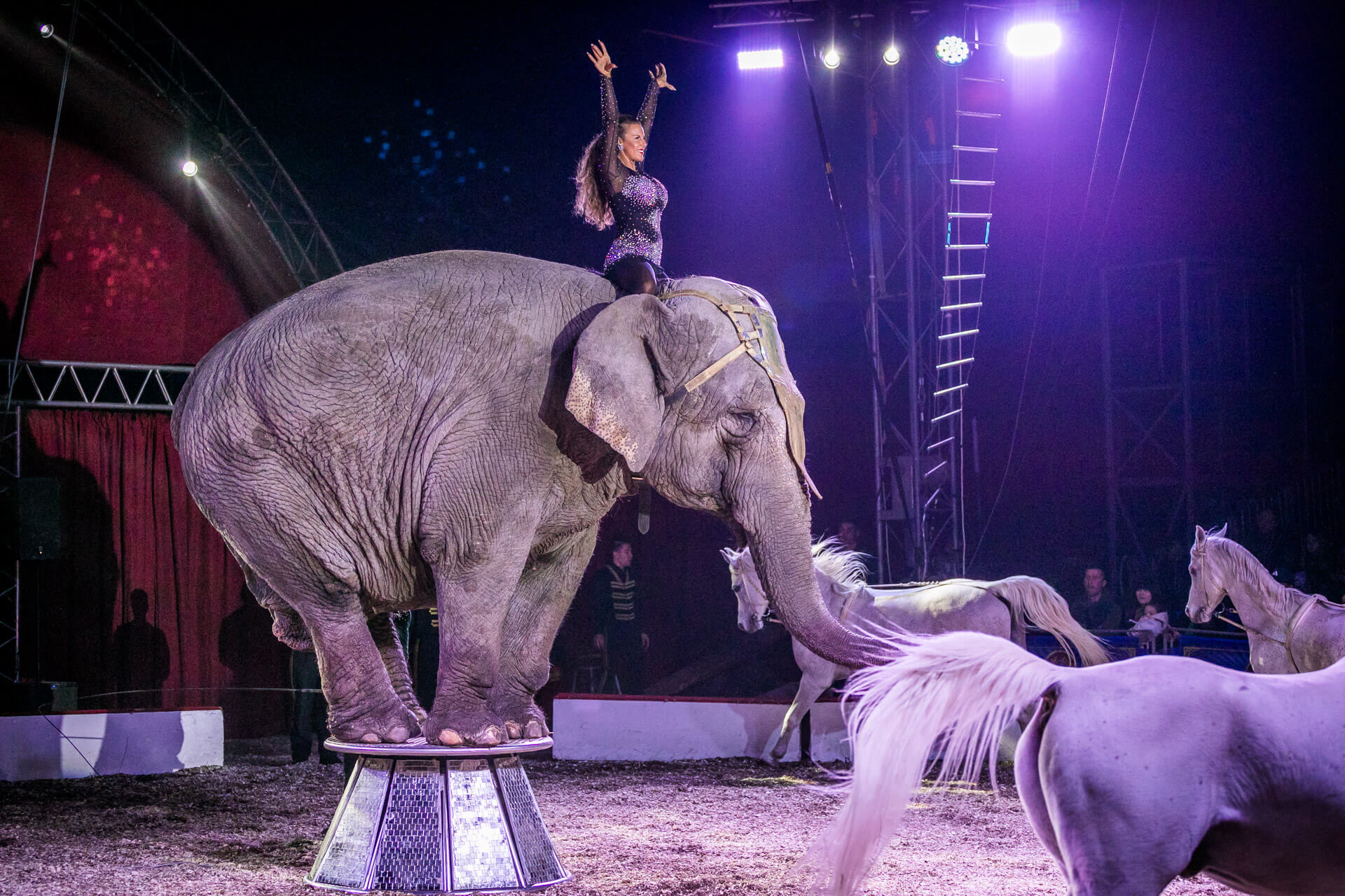 Certain Wild Animals to be Banned from Circus Performances in Hungary
