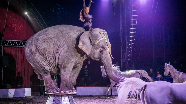 Certain Wild Animals to be Banned from Circus Performances in Hungary