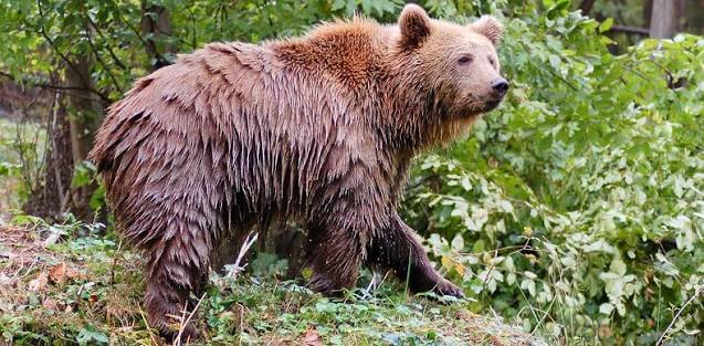 Top 12 + 1 Zoos & Wildlife Parks in Hungary