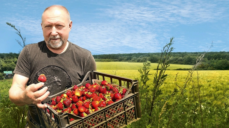 Fruity Insight: What's Expected of Strawberry Crop in Hungary