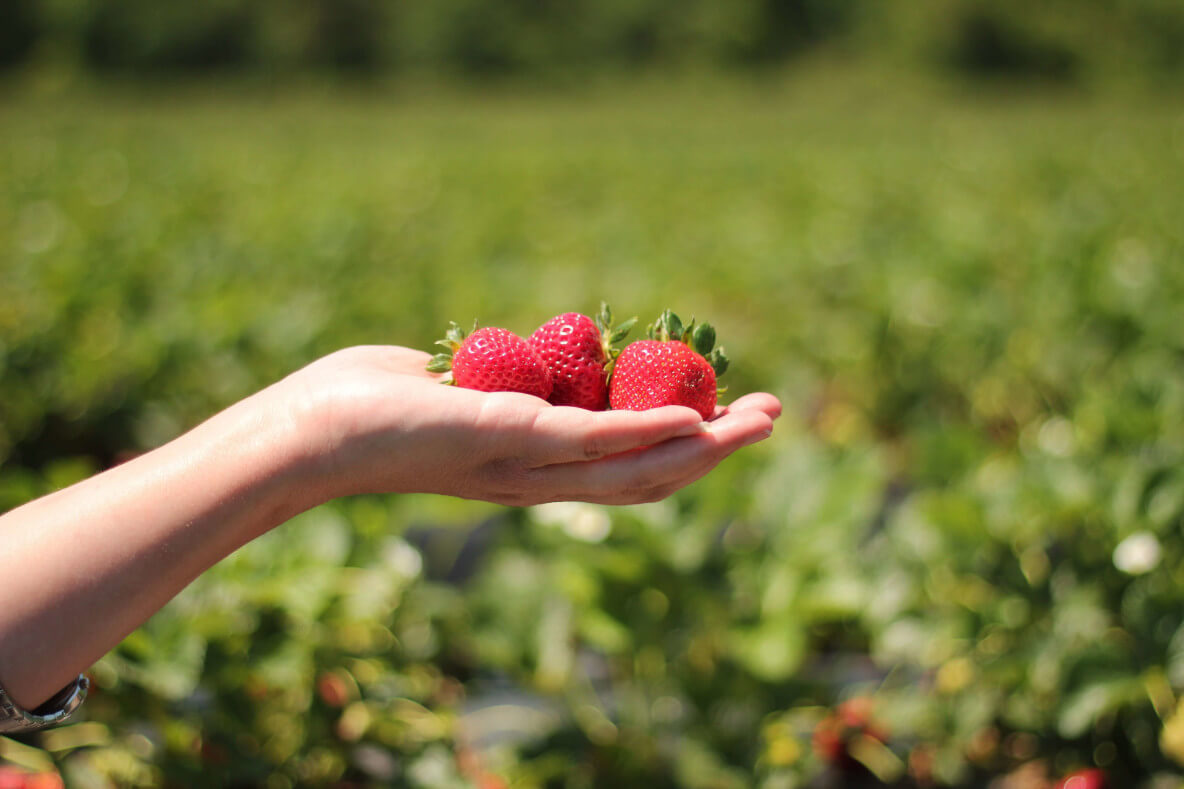 Farm to Basket: Your Guide to Pick-Your-Own Strawberries in Hungary