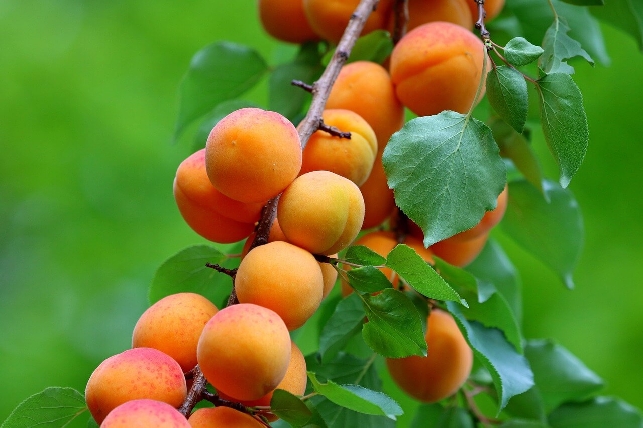 Apricot Season Starts in Hungary with Cheaper Prices