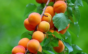Apricot Season Starts in Hungary with Cheaper Prices Apricot Season Starts in Hungary with Cheaper Prices