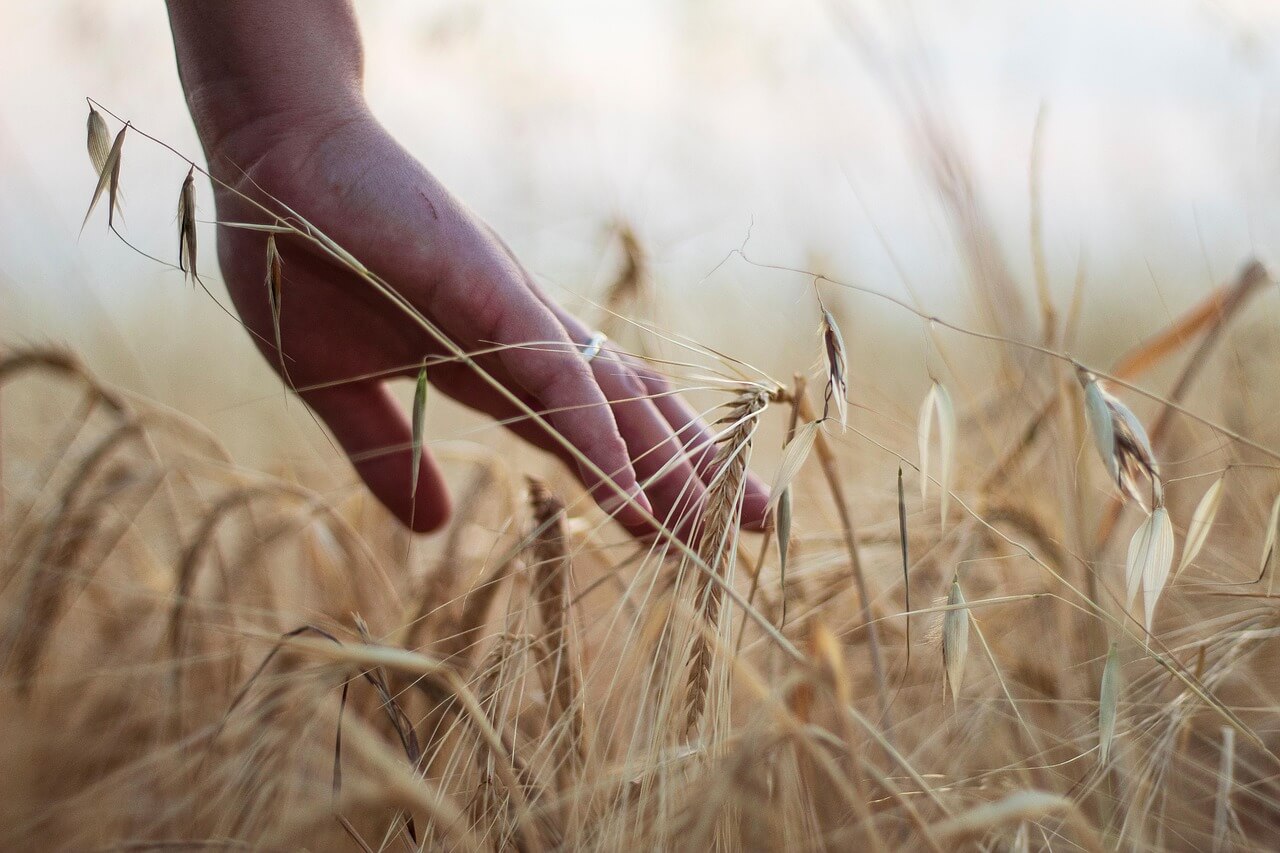 Extreme Weather Brings Hungary's Harvest Weeks Early