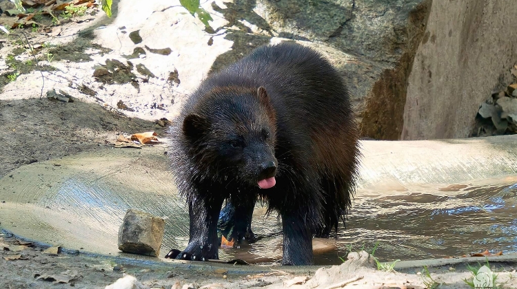 Now On: Chinese Food Nights & Bear-Themed Family Fun at Budapest Zoo