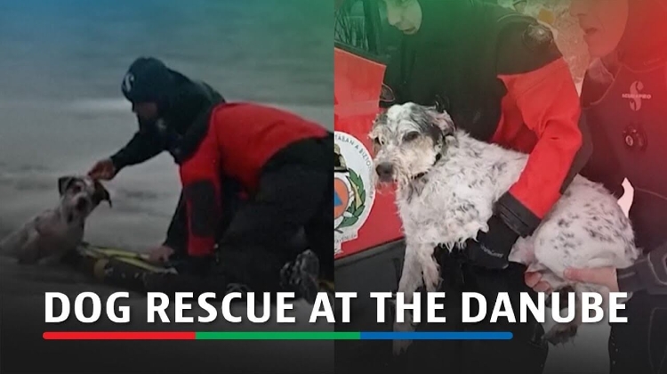 Dog Rescued from Ice-Covered Danube in Budapest