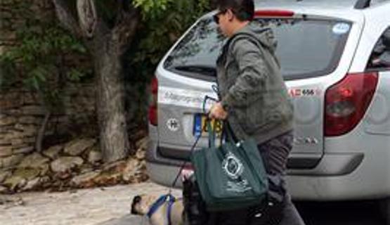 New Dog For Angelina Jolie In Hungary