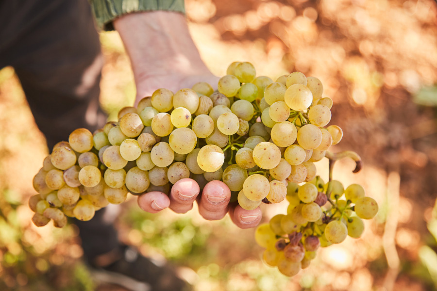 Low Grape Harvest Expected in Hungary