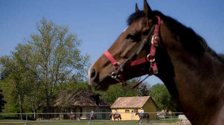 Five Companies Buy Into Hungary's Overdose