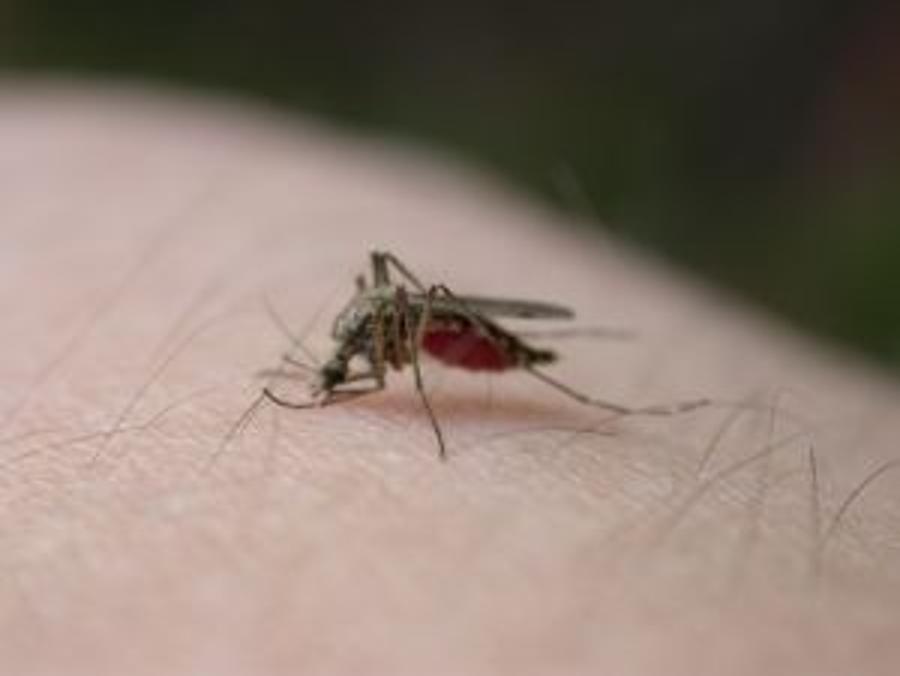 FirstMed Health Report: 'Insect Attack' By Dr. Sue McGladdery