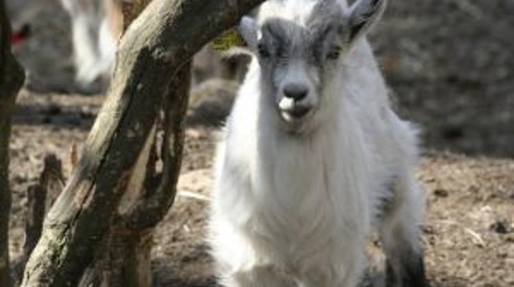 Hungarian Flood-Hit Villagers Deliver Goat To Orbán