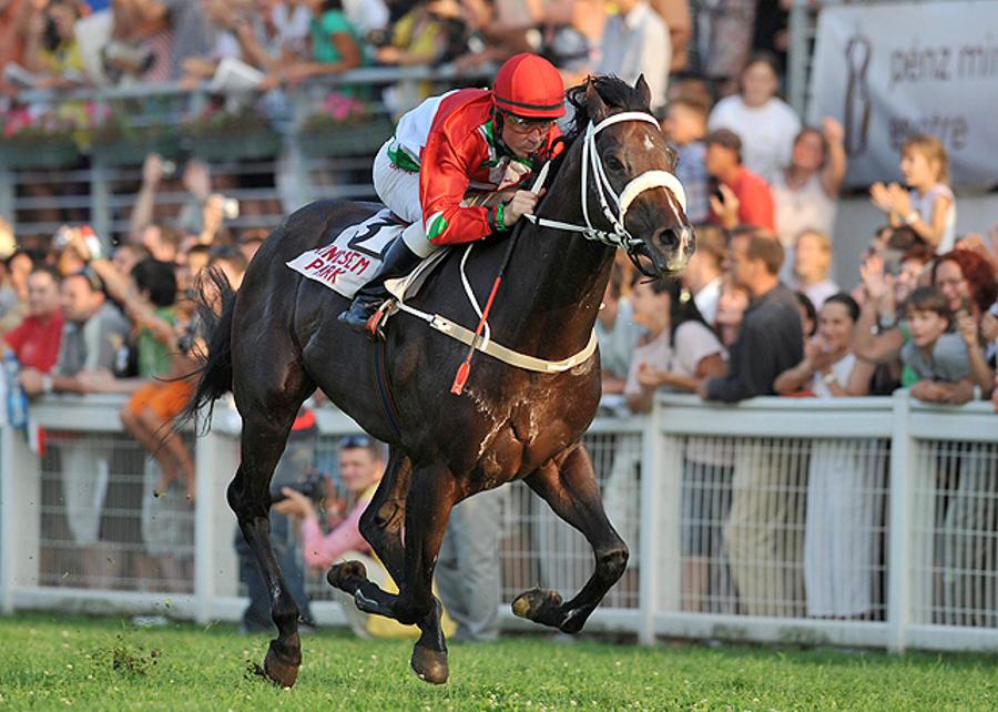 Hungarian Racehorse Overdose Suffers Its First Loss