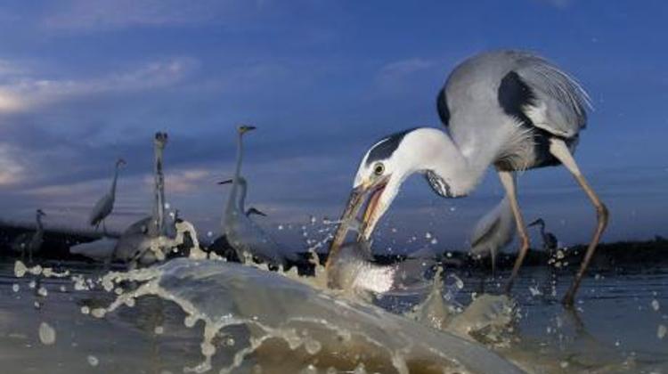 'International Photo Contest', Budapest