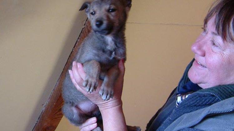 Murderer Of British Ex-Model Gets 10 Years In Hungary