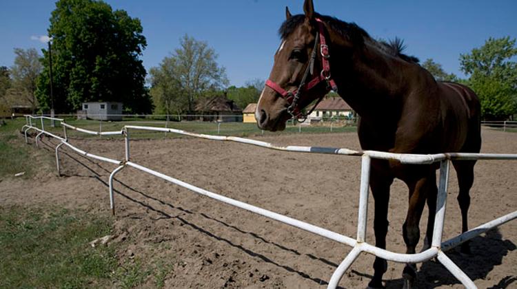 Hungary's Overdose Poorly Trained – Ex-Rider