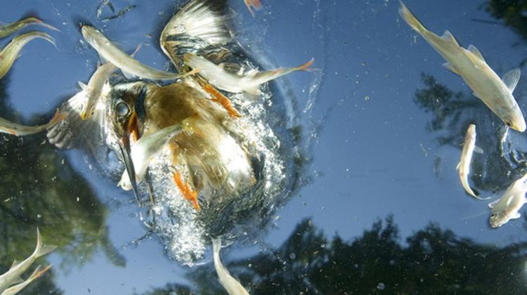 New World Press Photo Show ,  Millenáris Budapest, Until 31 October