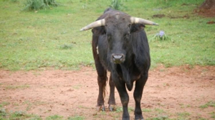 Hungarian Man Killed By Rampaging Bull