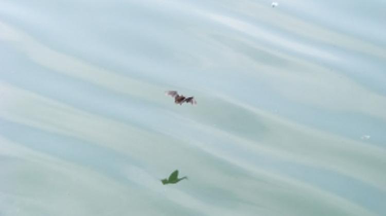 Budapest Airport: Numbers Flying High