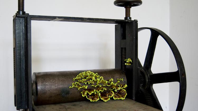 Gábor Szenteleki Exhibition At Ari Kupsus Gallery