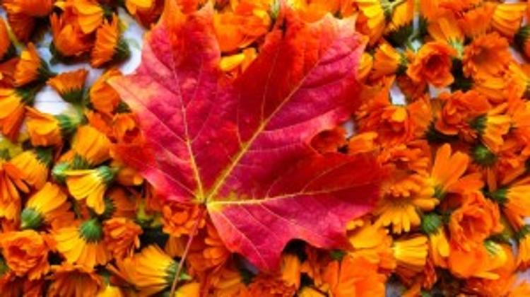 Hungarian Ministry To Drink Canada Dry?