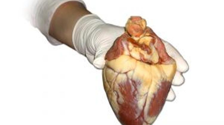 Hungary Hopes To Join Eurotransplant