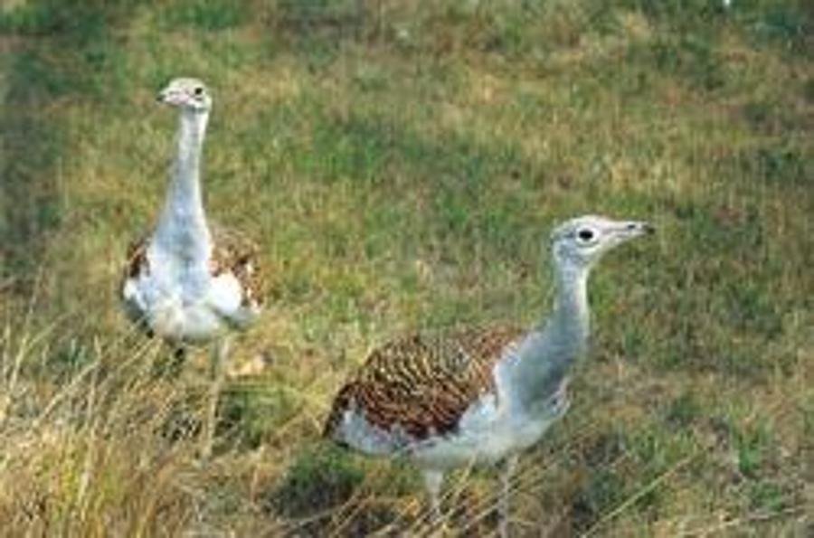 Xploring Hungary: Great Bustard Reserve At Dévaványa